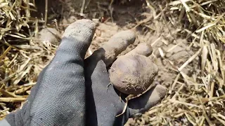 Урожай картофеля без окучивания под солому-живое земледелие #дачабезпроблем  #картофель #огород