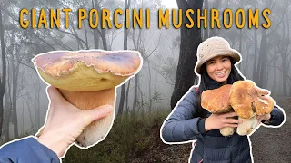 Porcini Foraging In Australia | Porcini Mushrooms | Giant Porcini Mushrooms | เห็ดผึ้งหวานจัมโบ้