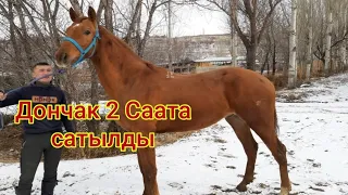 2 саатта сатылган Дончак Тай 🔥