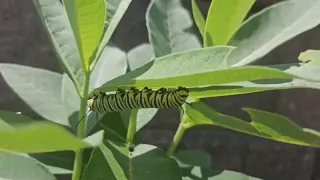 How a Monarch becomes a Butterfly - Day 1