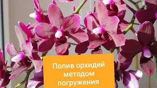 Полив орхидей методом погружения. Когда нужно начинать удобрять орхидеи?