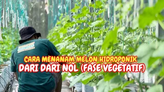 Cara menanam melon hidroponik fase vegetatif - MENANAM MELON