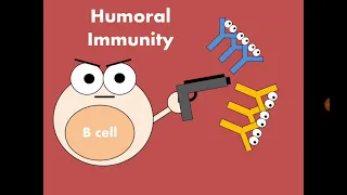 Immunity 6. Humoral immunity (B-lymphocytes and Antibodies) المناعة الخلطية والأجسام المضادة