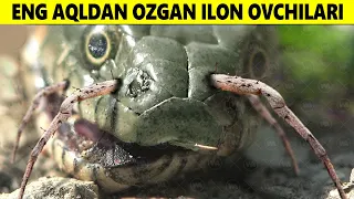 Eng Aqldan Ozgan ilon Ovchilari Hatto Titanoboa Ham Ulardan Qo'rqardi