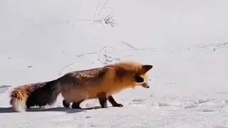 Лиса охотится на мышь Fox hunting