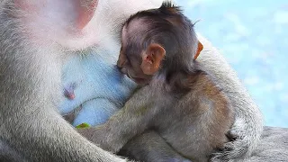 NOT WAIT LITTLE BABY DRINK SWEET MILK FAST WITH WARM NURSE.