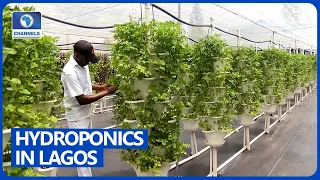 Growing Food With Hydroponics In Nigeria