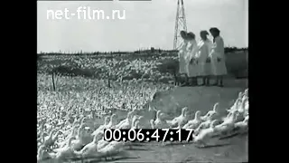 1958г. колхоз имени Ленина Ставропольский край