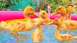 How DUCK CHICKS Took Over Mini Swimming Pools Bathing | Ducklings Little DUCK Birds | FishCutting