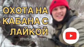 Охота на кабана с лайкой в Уральских горах