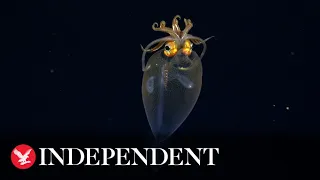 Never-before-seen deep-sea octopus nursery with possible new species found