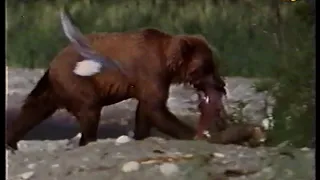 В мире животных 1995