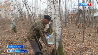 Пример подали пчёлы: сезон сбора берёзового сока начался в Хабаровском крае