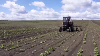 КРН 4,2 и трактор ЮМЗ 6 ))междурядная культивация подсолнуха))25.05.2020.