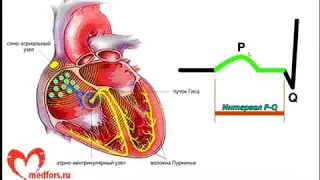 Урок 2  Видеокурс 'ЭКГ