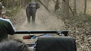 Elephant Attacked Tourist | Scary Encounter with Angry wild Elephant #elephant #scary #attack