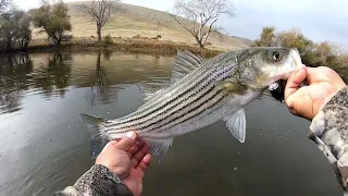 WADER FISHING FOR STRIPER THROWING GLIDE BAITS