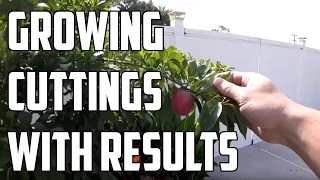 Growing Fruit Trees From Cuttings - How to with Results!