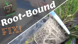 Trimming Roots of Potted Plants 101 Root-Bound