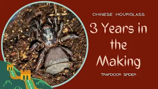 Unboxing My Chinese Hourglass Spider!