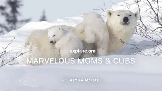 Marvelous Moms and Cubs (Gr 5-8) | Tundra Connections