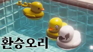 환승오리🦢