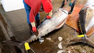 How a strong woman cuts a giant bluefin tuna / 強壯的女人如何切割巨大黑鮪魚