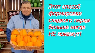 Сладкий перец в один стебель- это реально круто!!!