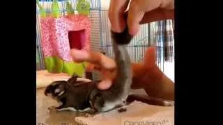 Sugar Glider - Potty Training (Stacey)