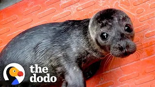 Orphaned Baby Seal Barks At Anyone Who Tries To Clean Her Bathtub | The Dodo