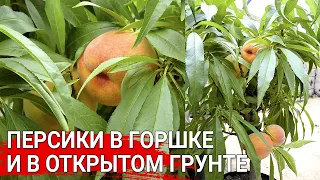 Персики в горшке и в открытом грунте