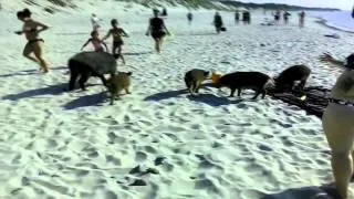 Мама кабанище! Дикие кабаны на пляже. Boars on the beach.