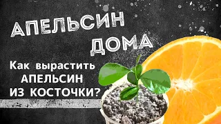 АПЕЛЬСИН ДОМА | Как вырастить апельсиновое дерево из косточки? | СНАЧАЛА БЫЛО СЕМЕЧКО