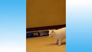 Top Funny Cat Videos of The Weekly - TRY NOT TO LAUGH #108 - Cat lover