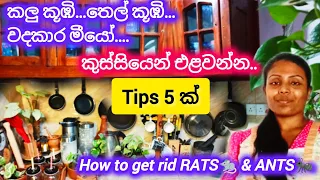 ඔයාටත් කූඹින් හා මීයන් ලොකු හිසරදයක්ද😡Tips for get rid ANTS & RATS🐜🐀🐜🐀සතුන් නොමරා පළවා හරිමු💡🐜🐀🐀🐜💡