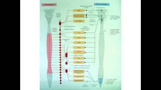 Вегетативная нервная система (ВНС) лекция