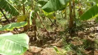 Ecosan- Use of human urine in crop production