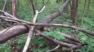 Clear Video of a TimberGiantBigFoot's Bigfoot, Stabilized with Sound Restored