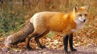 Red Fox Night sound.  Sounds like screaming lady.