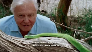 Дэвид Аттенборо: Жизнь на нашей планете| David Attenborough: A Life on Our Planet (2020)| Трейлер