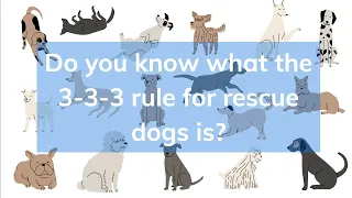 Transform Your New Shelter Dog's Life with the 3-3-3 Rule. #shelterdog #rescuedog #dog