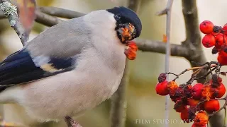 Eurasian bullfinch (Pyrrhula pyrrhula) - birdsong | Film Studio Aves