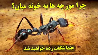 اگه علت آمدن مورچه ها در خانه رو بشنوین، حتما تعجب میکنین! - داستان شگفت انگیز مورچه ها | ISA TV