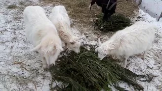 Новогодние елки казанцев стали кормом для коз