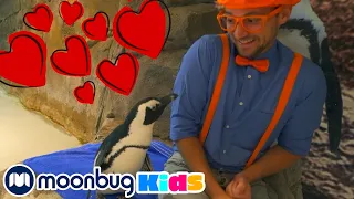 Blippi Visits an Aquarium (Ody Aquarium) | Animal Cartoons | Funny Cartoons | Learn about Animals