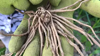 Planting Asparagus Roots