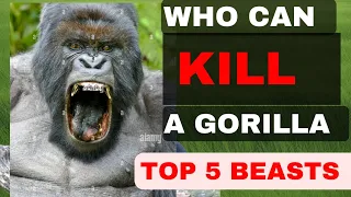 5 Animals that could defeat A Gorilla in the Fight