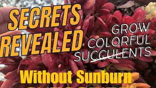 "Secrets Revealed: How to Grow Vibrant Succulents Without Sunburn! @ChopstickandSucculents