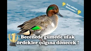 Ufak Ördek & Teal Duck (Çamurcun Kuşu) Sesi | Bütün Avcıların Tercihi !