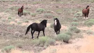 Mustang Stallion defending his mares and foals from bachelors